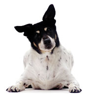 Dierenbescherming koelkastmagneet hond